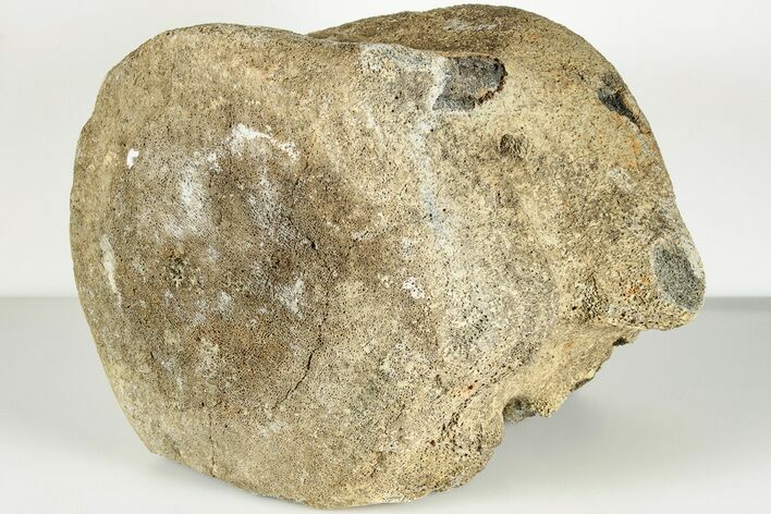 Fossil Whale Caudal Vertebra - Yorktown Formation #202250